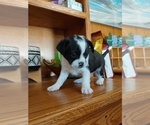Small Photo #5 French Bulldog-Maltipoo Mix Puppy For Sale in VALLEJO, CA, USA