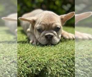 French Bulldog Puppy for sale in LOCUST GROVE, GA, USA