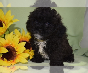 ShihPoo Puppy for sale in BARNESVILLE, KS, USA