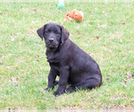 Small #4 Labrador Retriever