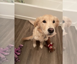 English Cream Golden Retriever Puppy for sale in ROCKLIN, CA, USA