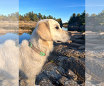 Small Photo #1 English Cream Golden Retriever Puppy For Sale in MALDEN, MA, USA