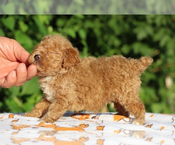 Medium Photo #14 Poodle (Toy) Puppy For Sale in DYERSBURG, TN, USA