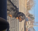 Small Photo #1 Rottweiler Puppy For Sale in SIGOURNEY, IA, USA