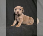 Small #4 Mutt