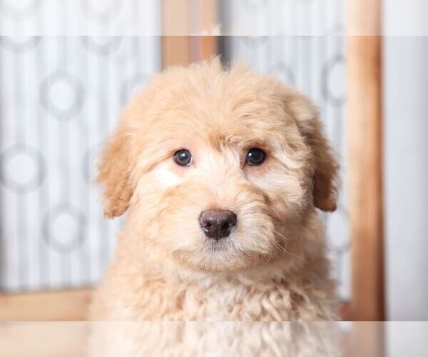 Medium Photo #4 Aussie-Poo Puppy For Sale in NAPLES, FL, USA