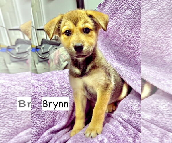 Medium Photo #6 Gerberian Shepsky Puppy For Sale in GILBERTS, IL, USA