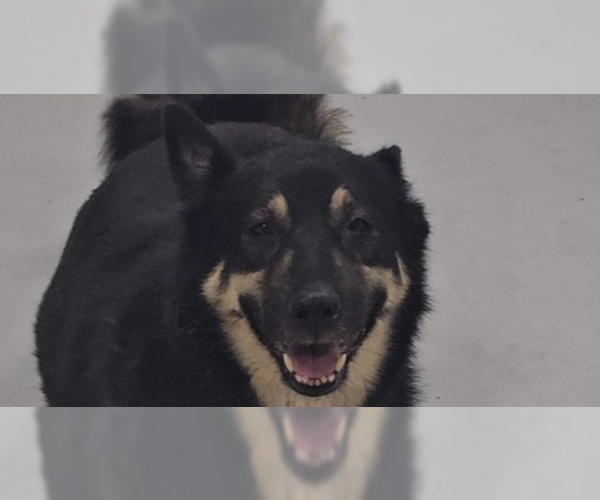 Medium Photo #3 Mutt Puppy For Sale in Studio City, CA, USA