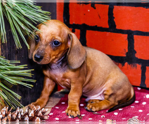 Medium Dachshund