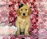 Small Photo #6 Golden Retriever Puppy For Sale in KIRKWOOD, PA, USA