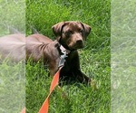 Small Labrador Retriever