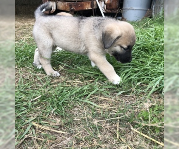 Medium Photo #4 Anatolian Shepherd Puppy For Sale in ROBSTOWN, TX, USA