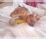 Small Photo #6 Chihuahua Puppy For Sale in NANAKULI, HI, USA