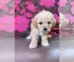 Small #2 Maltipoo-Poodle (Toy) Mix