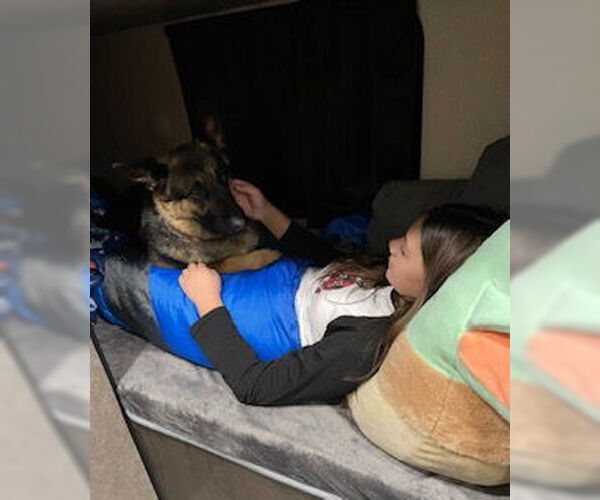 Medium Photo #5 German Shepherd Dog-Unknown Mix Puppy For Sale in Polson, MT, USA