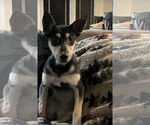 Small #10 Mutt