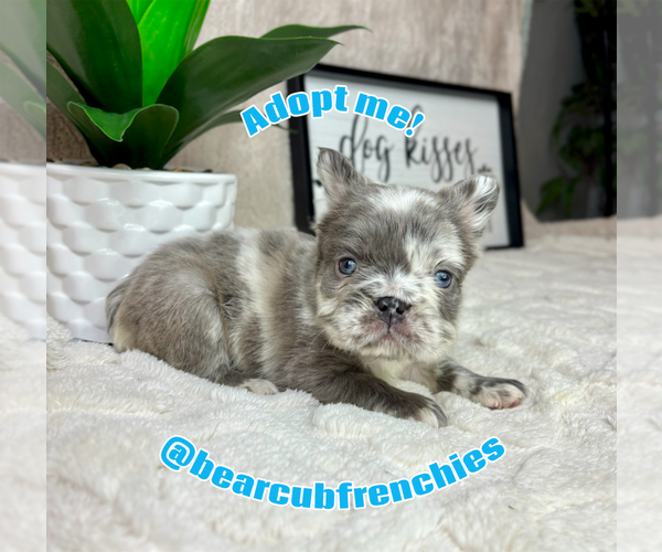 Medium Photo #4 French Bulldog Puppy For Sale in FRANKLIN, IN, USA
