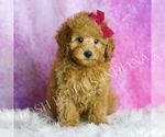 Small #4 Poodle (Toy)