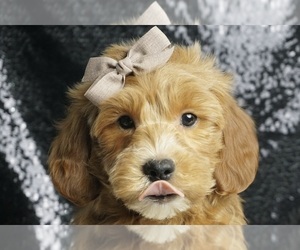 Goldendoodle (Miniature) Puppy for sale in WARSAW, IN, USA