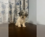 Small #31 Poodle (Miniature)