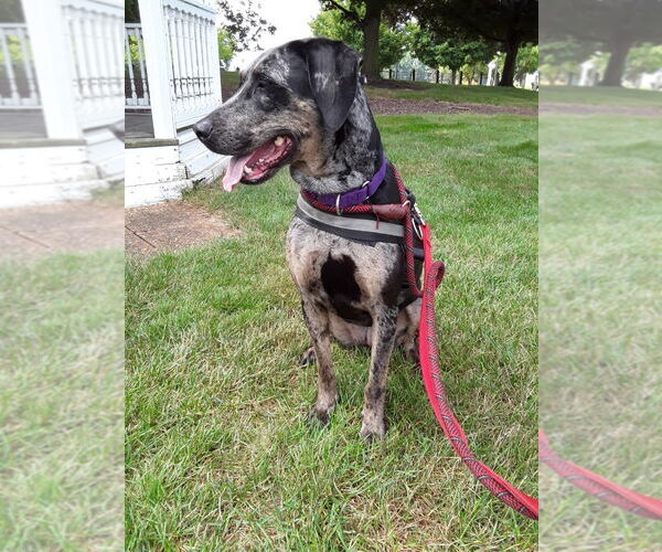 Medium Photo #8 Catahoula Leopard Dog Puppy For Sale in South Bend, IN, USA