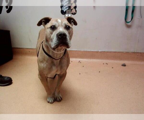 Medium Photo #1 American Pit Bull Terrier-Unknown Mix Puppy For Sale in Martinez, CA, USA
