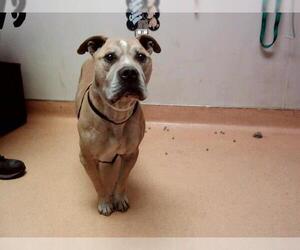 American Pit Bull Terrier-Unknown Mix Dogs for adoption in Martinez, CA, USA