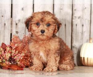 Yorkshire Terrier Puppy for sale in MOUNT VERNON, OH, USA