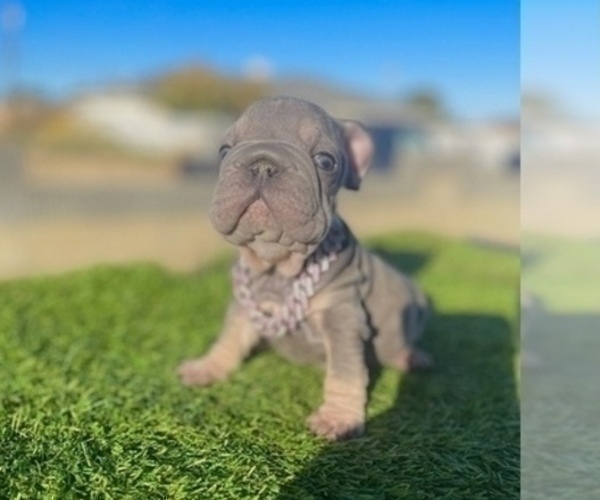 Medium Photo #2 French Bulldog Puppy For Sale in BOSTON, MA, USA