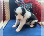 Small Photo #2 Australian Shepherd Puppy For Sale in SALADO, TX, USA