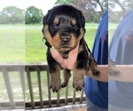 Small Photo #9 Rottweiler Puppy For Sale in SYLVANIA, AL, USA