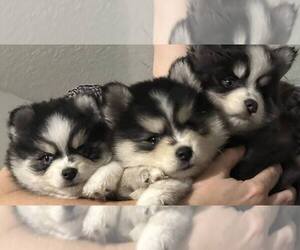 Pomsky Litter for sale in PALM BAY, FL, USA
