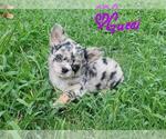 Small Photo #4 Chihuahua Puppy For Sale in POTEAU, OK, USA