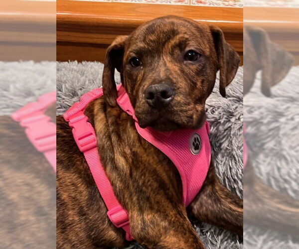 Medium Photo #18 American Staffordshire Terrier-Labrador Retriever Mix Puppy For Sale in Brewster, NY, USA