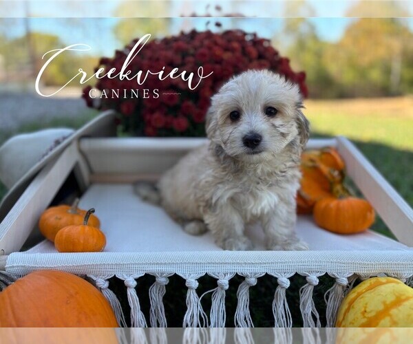 Medium Photo #1 Havachon Puppy For Sale in NIANGUA, MO, USA