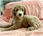 Puppy Puppy 3 Goldendoodle