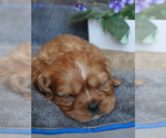 Puppy RESERVED Cavalier King Charles Spaniel