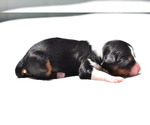 Small #4 Miniature Australian Shepherd