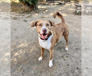 AC - Sarge - Male Australian Shepherd-Catahoula Leopard Dog Mix Dog for Adoption - Photo #9