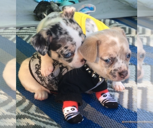 Medium Photo #14 French Bullhuahua Puppy For Sale in YPSILANTI, MI, USA