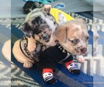 Small Photo #14 French Bullhuahua Puppy For Sale in YPSILANTI, MI, USA