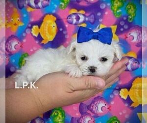 Maltese Puppy for sale in WINNSBORO, LA, USA
