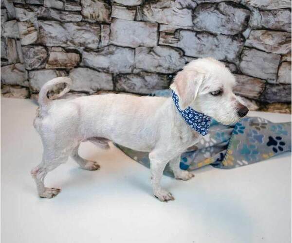 Medium Photo #4 Mutt Puppy For Sale in Kennesaw, GA, USA