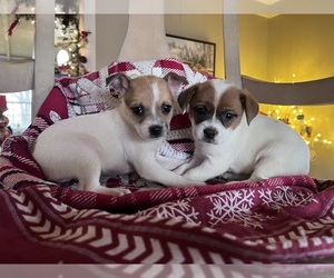 Chihuahua Puppy for sale in CONVERSE, IN, USA