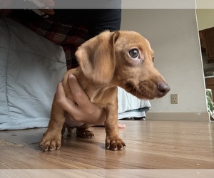 Dachshund Puppy for sale in BROOKLYN, NY, USA