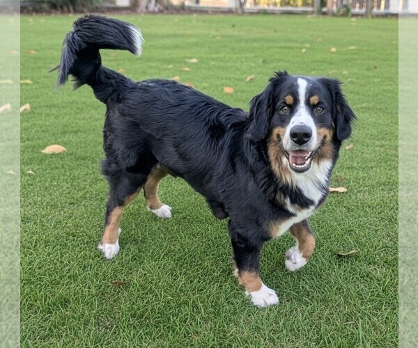 Medium Photo #1 Bordernese Puppy For Sale in LATROBE, PA, USA