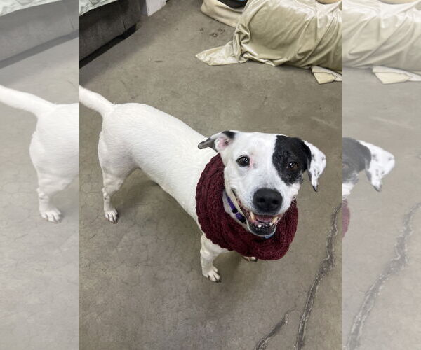 Medium Photo #2 Labrador Retriever-Unknown Mix Puppy For Sale in Rockaway, NJ, USA