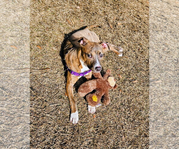 Medium Photo #8 Mutt Puppy For Sale in Mount Pleasant, SC, USA