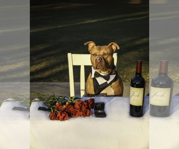 Medium Photo #17 Mutt Puppy For Sale in  Gainesville, FL, USA