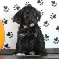 Medium Schnoodle (Miniature)